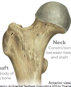 <p>Name type of articulation </p>