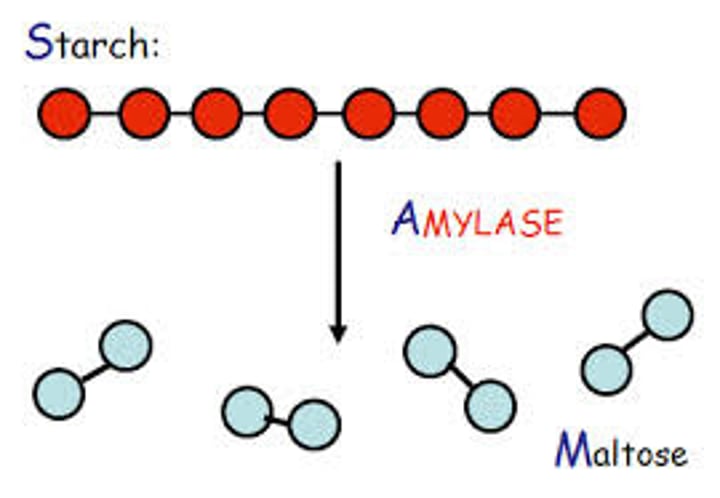 <p>Enzyme in saliva that breaks down starch into disaccharides</p>