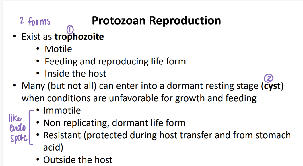 <ol><li><p>trophozoite: MOTILE in the host, eat + reproduce </p></li></ol>