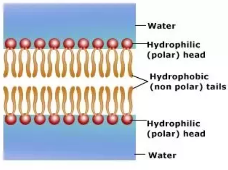 <p>Main Components: <strong>Phospholipid molecule</strong>—phosphate head and two fatty acid tails.</p><p>Chemical Property:</p><p>Phosphate head—<strong><u>hydrophilic (soluble/attracted to water), POLAR</u></strong></p><p>Fatty acid tails - <strong><u>hydrophobic (insoluble/repel water), NON-POLAR</u></strong></p><p>Phosphate head faces extracellular space and cytoplasm—<strong><u>both aqueous.</u></strong></p>