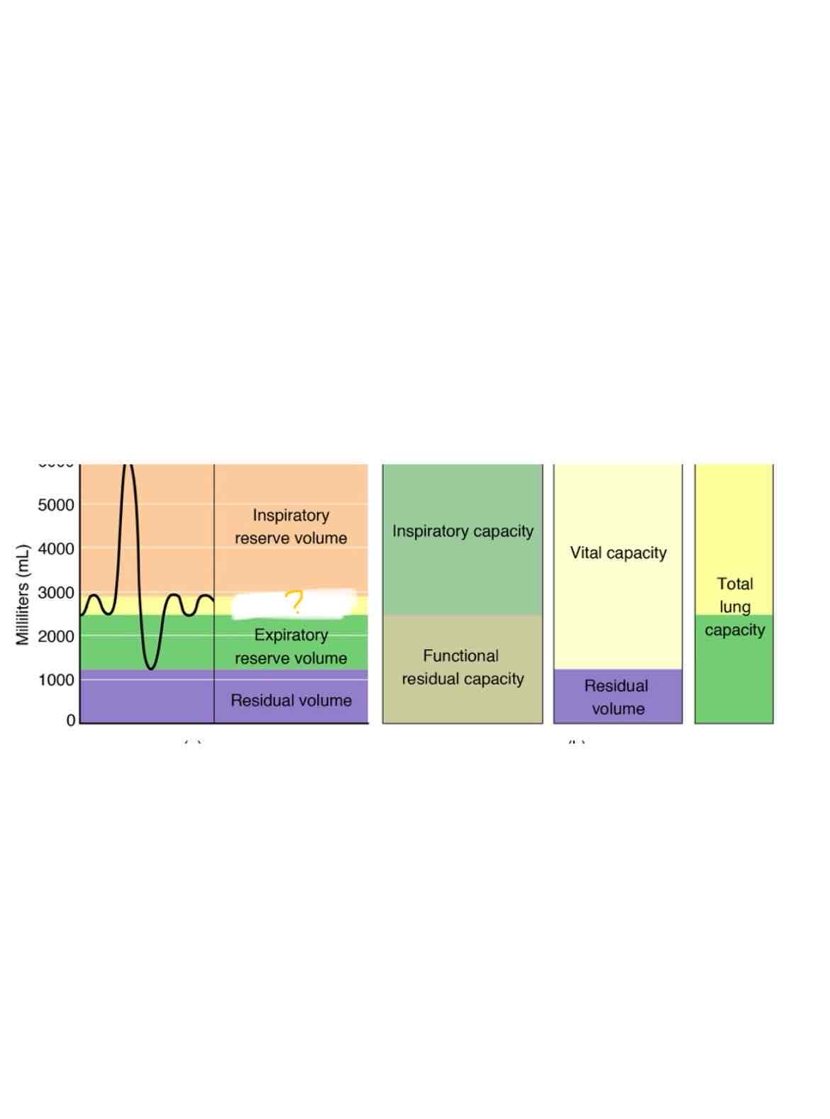 <p>Which lung capacity is highlighted</p>