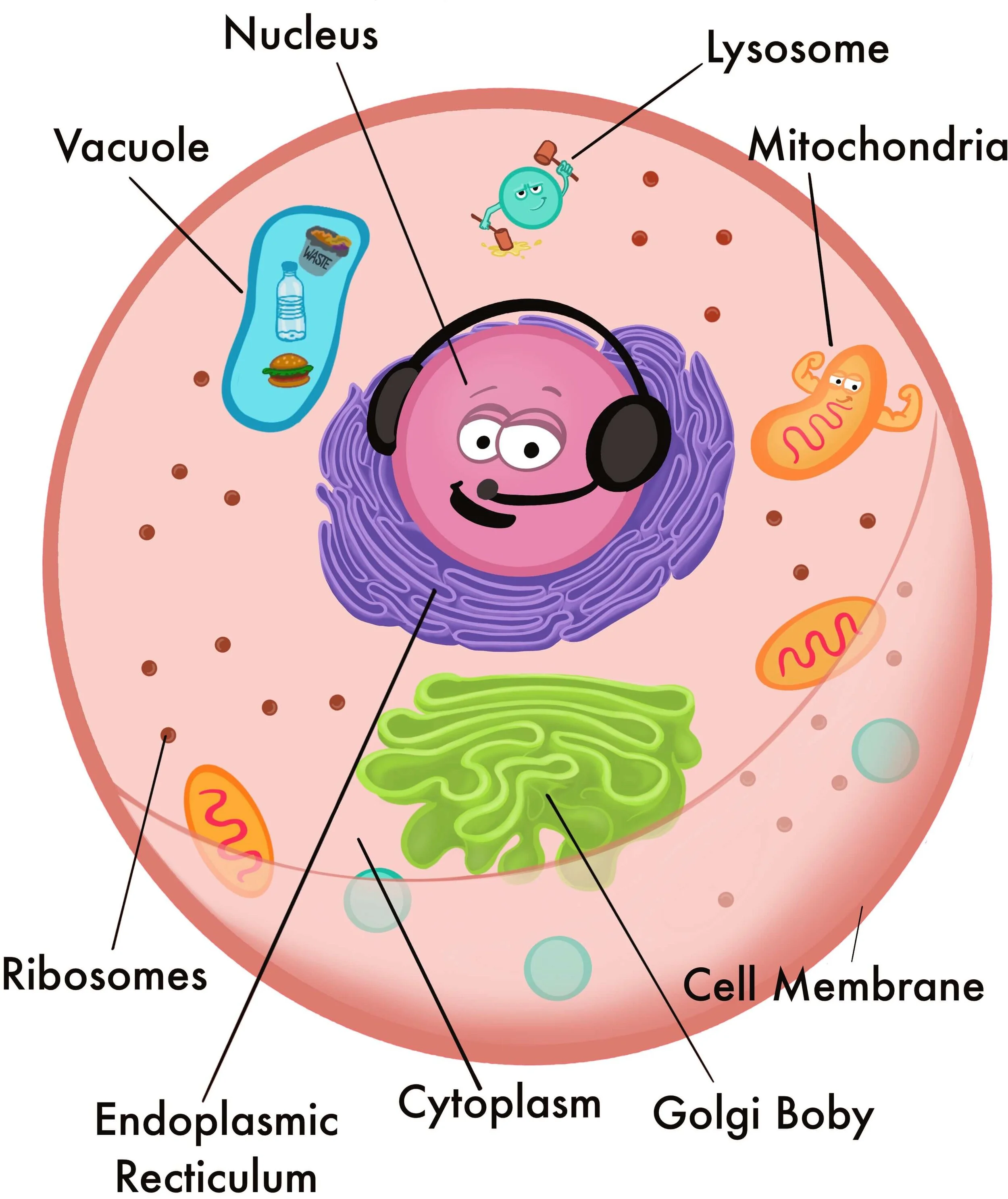 <p>lysosome</p>