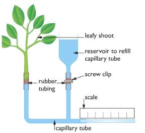 A device used for measuring the rate of water uptake of a plant due to photosynthesis and transpiration, a bubble of water will move along the potometer to indicate the rate of transpiration