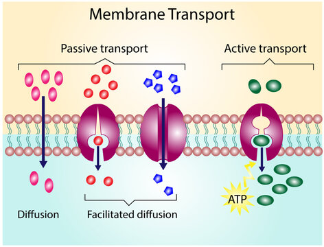 <p>This membrane protein serves as a <strong>hydrophilic tunnel for specific target molecules</strong></p>