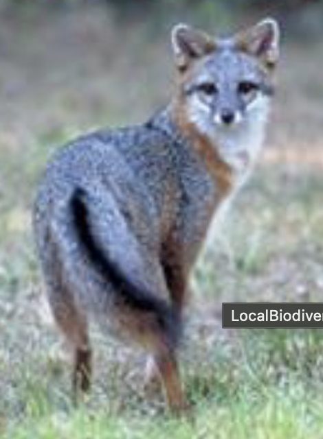 <p>what is this mammal </p>