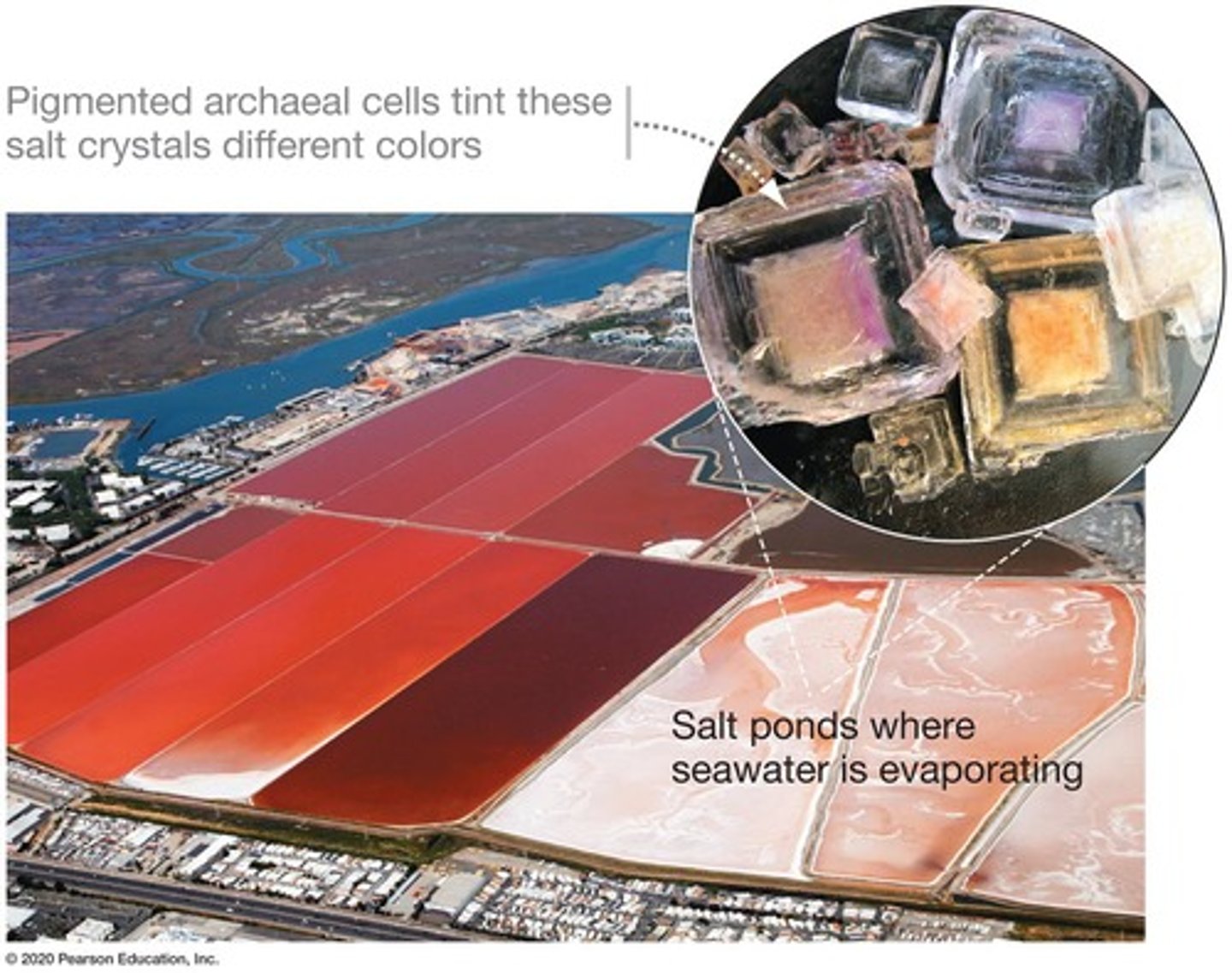 <p>Prokaryotes with distinct plasma membranes and cell walls.</p>