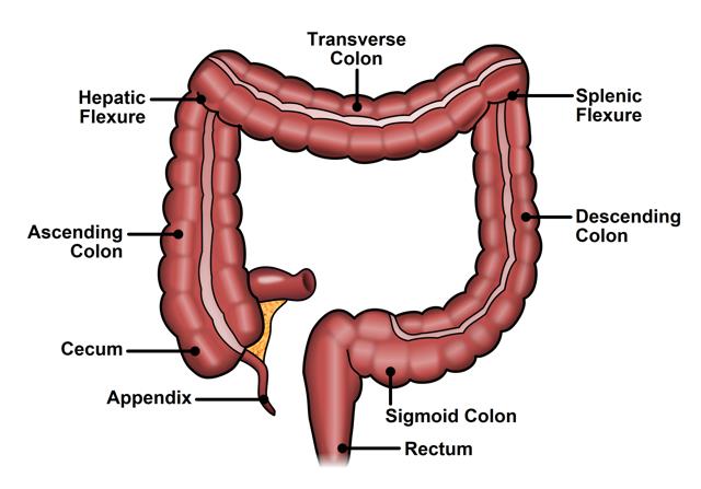 <ol><li><p>Caecum</p></li><li><p>Ascending</p></li><li><p>Sigmoid</p></li><li><p>Transverse</p></li><li><p>Descending</p></li><li><p>Rectum</p></li></ol>