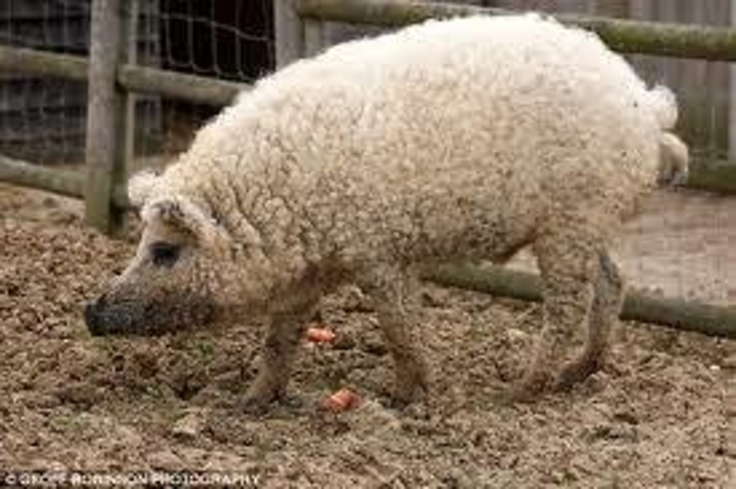 <p>curly coat, visor ears, lard and salami, extensive</p>