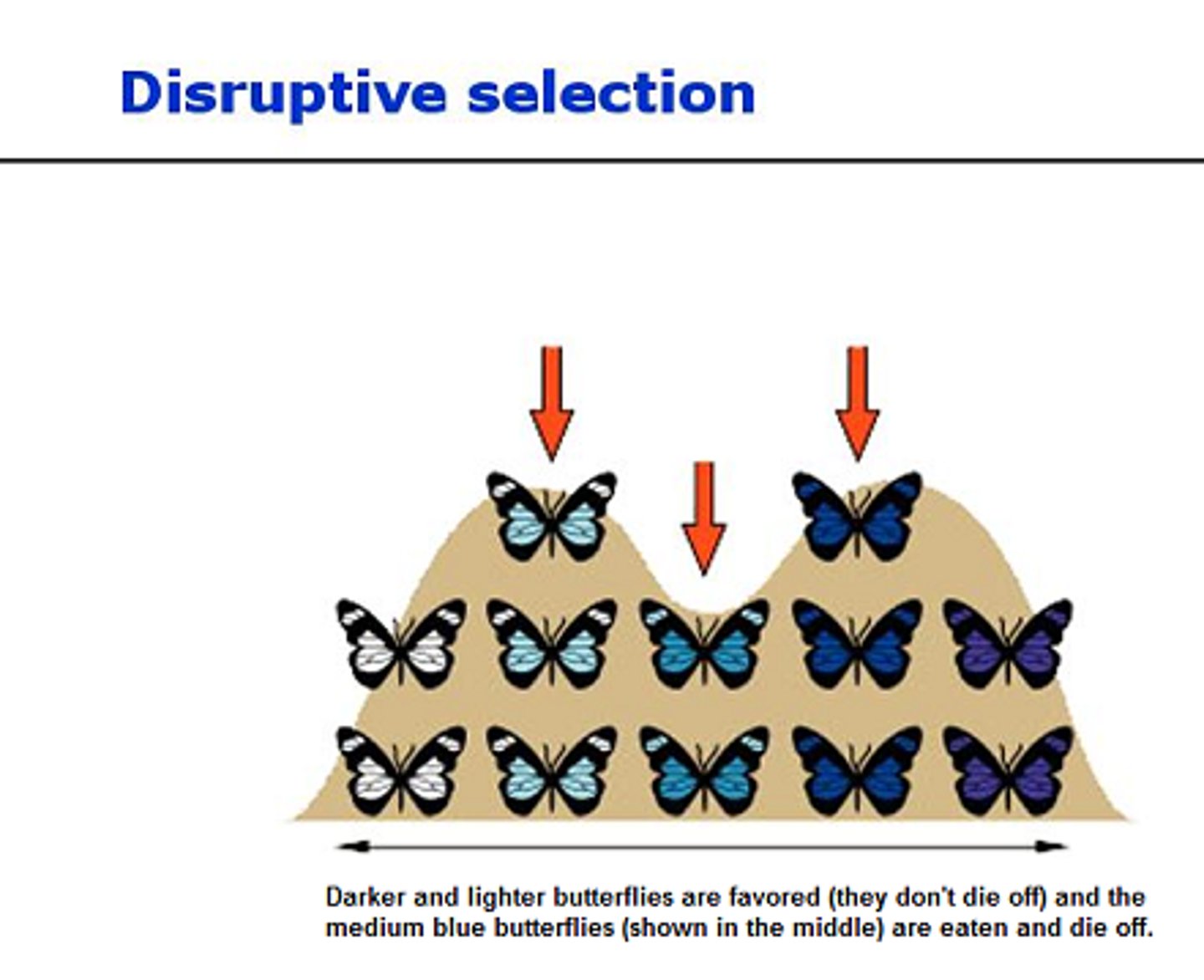 <p>changes in population genetics in which extreme values for a trait are favored over intermediate values. In this case, the variance of the trait increases and the population is divided into two distinct groups.</p>