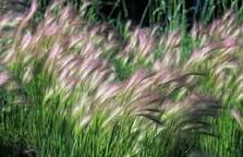 Foxtail barley