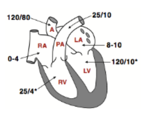 <p>the pressures in the chambers are lower as shown in the figure</p><p>• the right ventricle develops a systolic pressure of only 25 mmHg and drops to 0-4 in diastole</p><p>• the pulmonary arterial blood pressures are ~ 25/10</p>