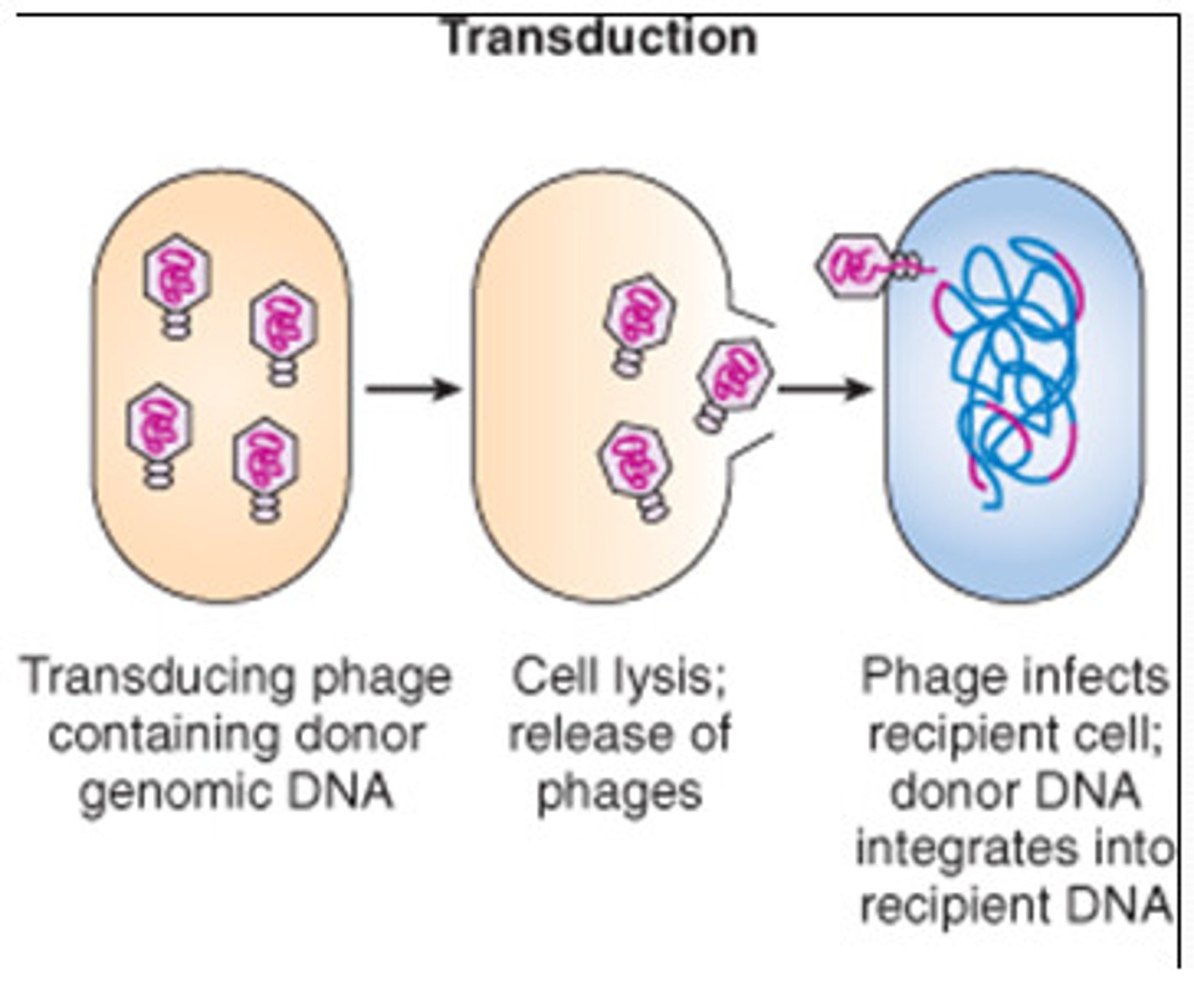 <p>transfer of genes via viral infection (from a bacteriophage)</p><p>a bacteriophage will infect a different bacteria, pick up genetic material, and then travel to a different bacteria and leave the genetic material within the bacteria</p>
