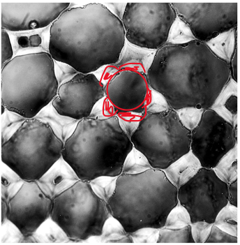 <ul><li><p>composed of collenchyma cells </p></li></ul><ul><li><p>living at maturity</p></li><li><p>unevenly thickened, NONLIGNIFIED primary wall</p></li><li><p>usually found in periphery</p></li><li><p>support young, growing organs</p></li></ul><p></p>