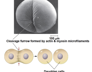 <p>cleavage furrow</p>