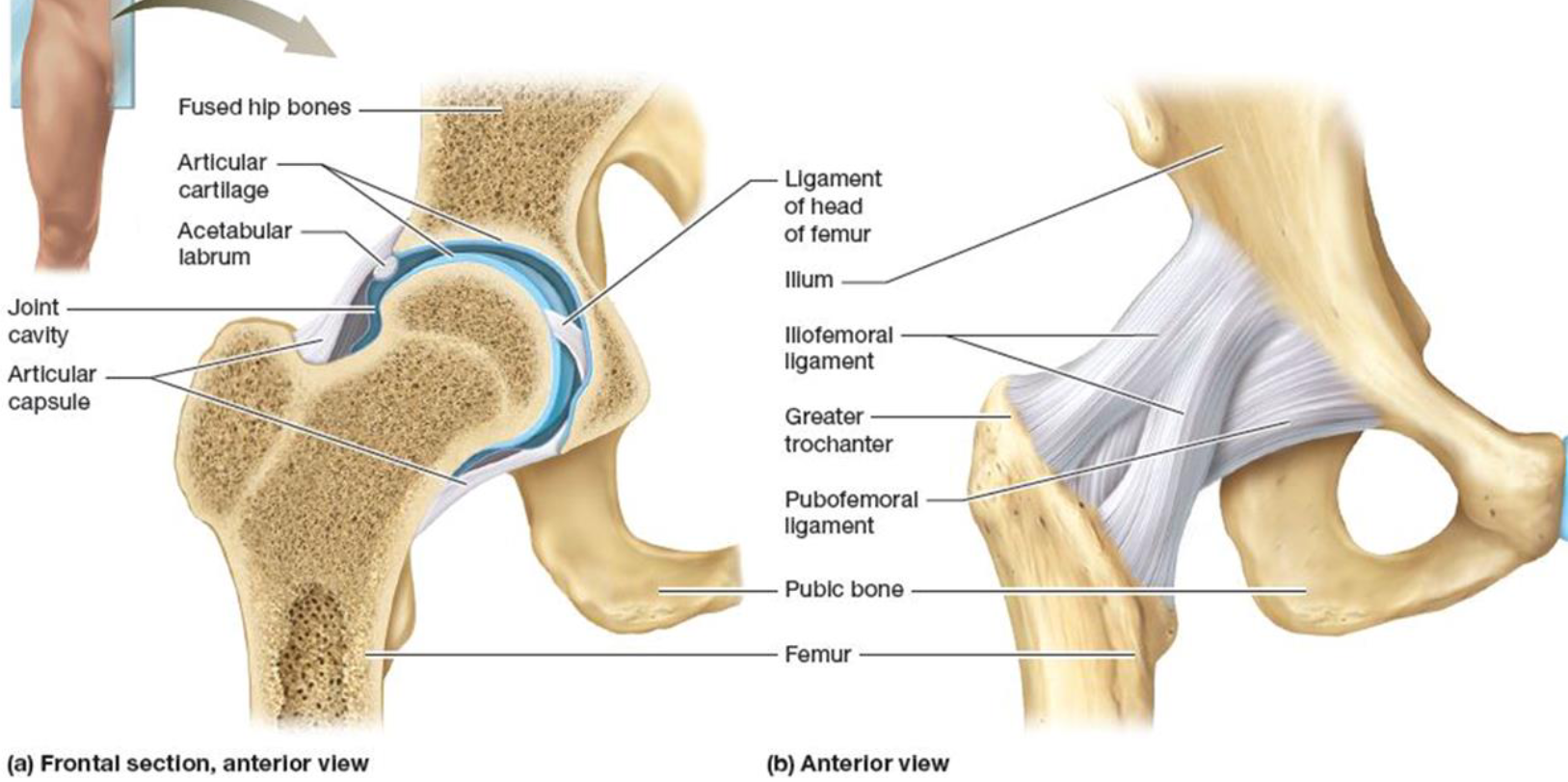 <ul><li><p>Articulation between acetabulum &amp; femur</p></li><li><p>Main supporting structures:</p><ul><li><p><span><strong>Iliofemoral ligament</strong>: connects </span><br><span>ilium to femur</span></p></li><li><p><span> <strong>Ischiofemoral ligament</strong>: connects </span><br><span>ischium to femur</span></p></li><li><p><span> <strong>Pubofemoral ligament</strong>: connects </span><br><span>pubis to femur</span></p></li><li><p><span> <strong>Ligament of the head of femur</strong>: </span><br><span>found within joint</span></p></li></ul></li></ul><p></p>