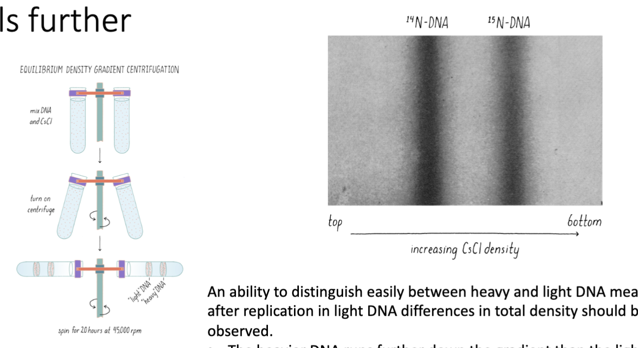 <ul><li><p>heavier DNA travels further</p></li><li><p>an ability to distinguish easily b/w heavy and light DNA means that after replication in light DNA differences in total density should be observed</p></li></ul><p></p>