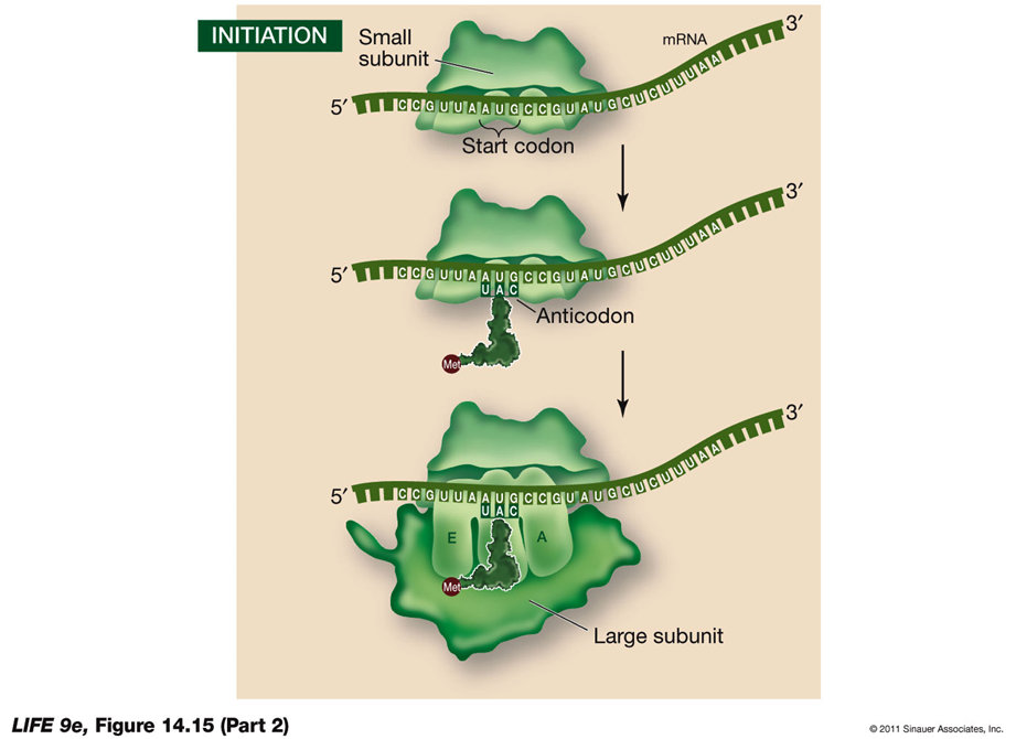 <p>Initiation of Translation</p><p>Initiation is the first step in the translation process, where the components necessary for protein synthesis come together to form the initiation complex.</p><p>Steps in Initiation:</p><ul><li><p><strong>Initiation Complex Formation</strong>:</p><ul><li><p>A charged tRNA and the small ribosomal subunit bind to the mRNA.</p></li></ul></li><li><p><strong>Prokaryotes</strong>:</p><ul><li><p>In prokaryotes, the rRNA of the small ribosomal subunit binds to an mRNA recognition site located "upstream" of the start codon.</p></li></ul></li><li><p><strong>Eukaryotes</strong>:</p><ul><li><p>In eukaryotes, the small ribosomal subunit binds to the 5′ cap of the mRNA and moves along the mRNA until it reaches the start codon.</p></li></ul></li><li><p><strong>Start Codon (AUG)</strong>:</p><ul><li><p>The mRNA start codon is AUG, which codes for the amino acid methionine. Methionine is the first amino acid incorporated into the nascent protein and may be removed after translation is complete.</p></li></ul></li><li><p><strong>Large Ribosomal Subunit</strong>:</p><ul><li><p>The large ribosomal subunit joins the initiation complex, positioning the charged tRNA in the P site.</p></li></ul></li><li><p><strong>Initiation Factors</strong>:</p><ul><li><p>These proteins are responsible for the proper assembly of the initiation complex, ensuring that all components are correctly positioned to begin translation.</p></li></ul></li></ul><p></p>