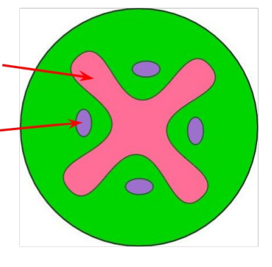 <p>identify the positions of the xylem and phloem in this image of a transverse section of a stem.</p>