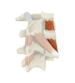 <p>Stabilizes the vertebral column.</p>