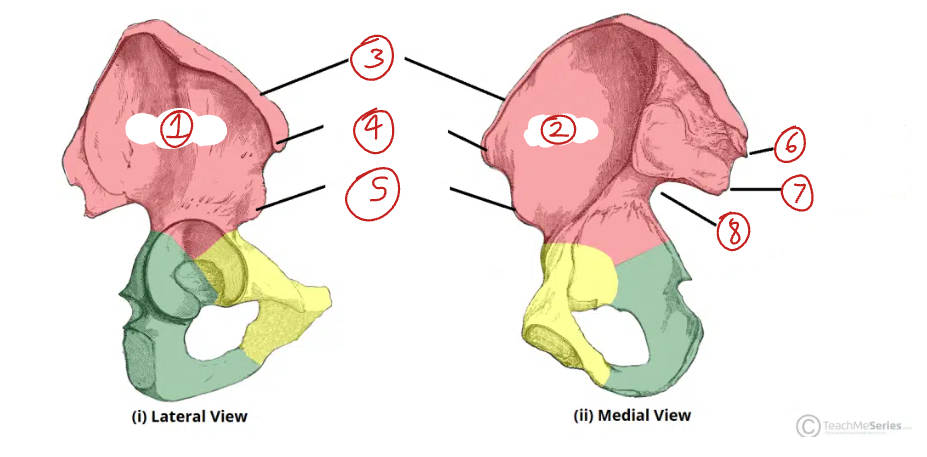 <p>Label this diagram of the ilium.</p>