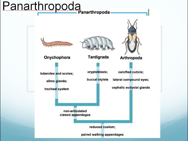 <p>Panarthropoda </p>