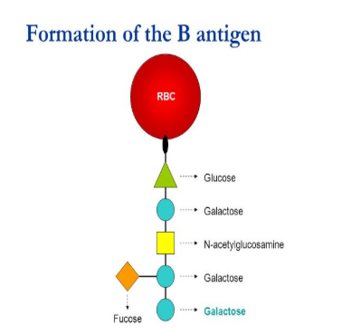 <p>H antigen acts as a docking port that galactose can attach to</p>
