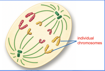 <p>What happens in anaphase?</p>