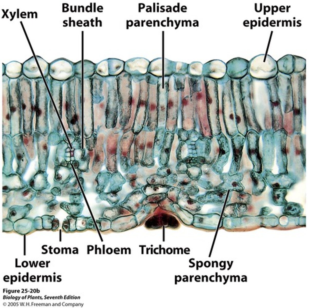 <p>adapted to general conditions, those that are not too dry or too humid</p>