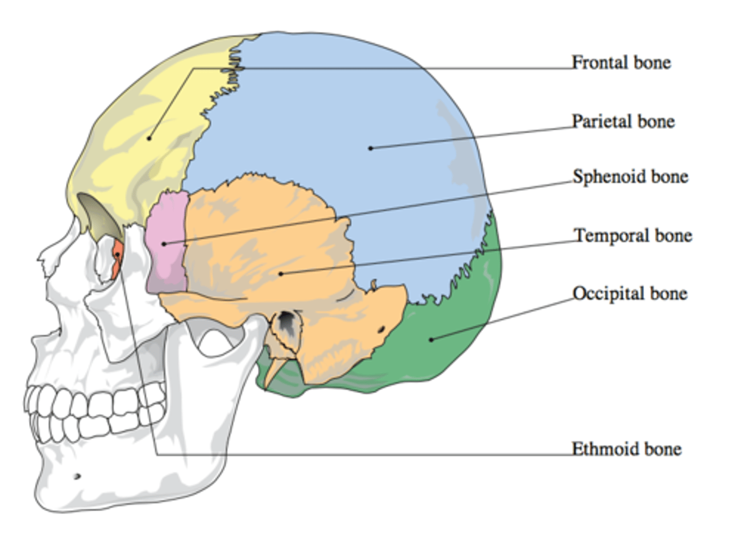 <p>Bony case of the brain including cranial meninges with a dome-like roof (calvaria/skullcap) &amp; a floor (cranial base/basicranium)</p>