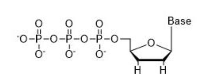 <p>Is this a dNTP or ddNTP? why?</p>