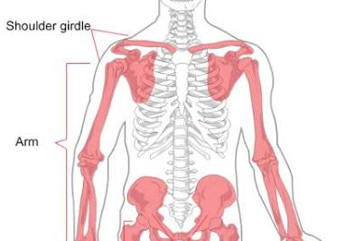 <p>extremeities and pelvis</p>