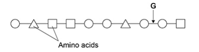 <p>Name the type of peptidase which will hydrolyse the bond labelled G in the diagram. (1 mark)</p>