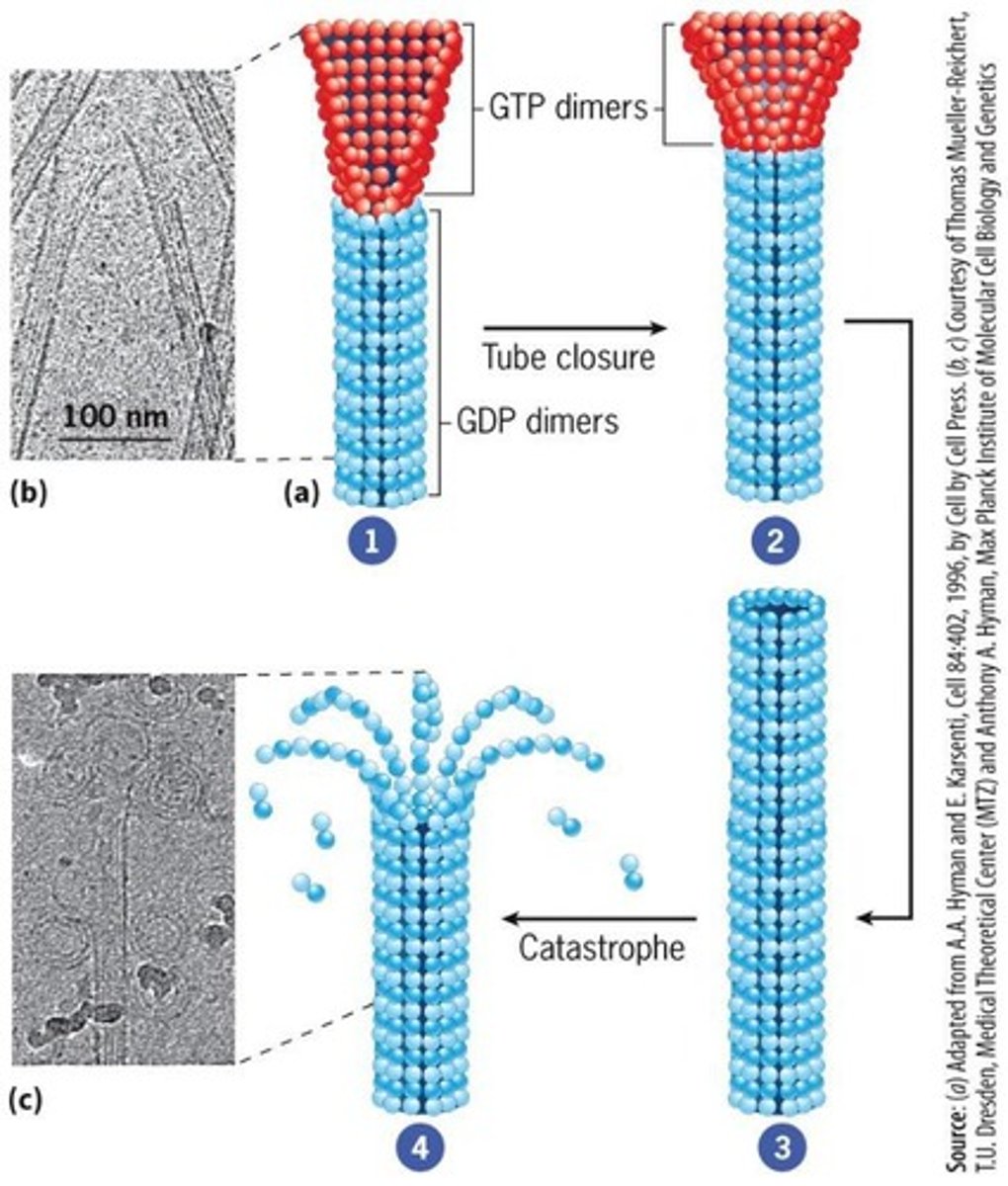<p>Microtubules can rapidly grow and shrink.</p>