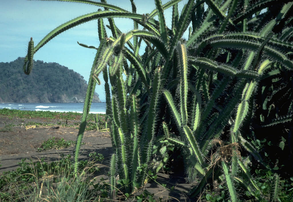 <p>Barbed Wire Cactus</p><p>Thin, noodle-like stalks, all growing on top of each other in a giant pile. Often growing onto other trees</p>
