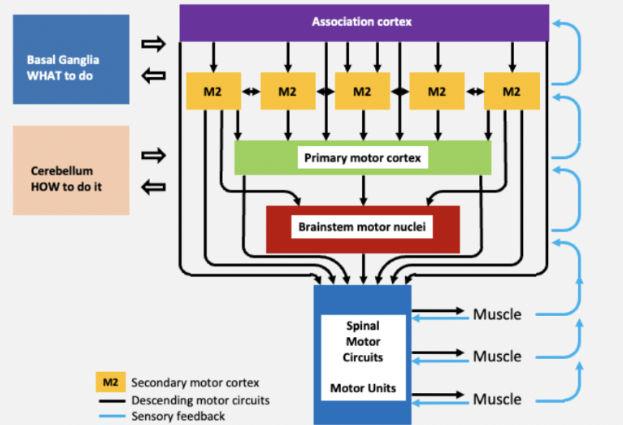 <ol><li><p><span style="background-color: transparent;"><span>Association cortex</span></span></p></li><li><p><span style="background-color: transparent;"><span>M2</span></span></p></li><li><p><span style="background-color: transparent;"><span>Primary motor cortex</span></span></p></li><li><p><span style="background-color: transparent;"><span>Brainstem motor nuclei</span></span></p></li></ol><p><span style="background-color: transparent;"><span>e1.&nbsp; &nbsp; &nbsp; Spinal motor circuits</span></span></p><p><span style="background-color: transparent;"><span>e2.&nbsp; &nbsp; &nbsp; Motor units</span></span></p><p><br></p><p><span style="background-color: transparent;"><span>i) basal ganglia</span></span></p><p><span style="background-color: transparent;"><span>ii) cerebellum</span></span></p><p><span style="background-color: transparent;"><span>iii) muscle</span></span></p><p><br></p><ol><li><p><span style="background-color: transparent;"><span>Secondary motor cortex</span></span></p></li><li><p><span style="background-color: transparent;"><span>Descending motor circuits</span></span></p></li><li><p><span style="background-color: transparent;"><span>Sensory feedback</span></span></p></li></ol><p></p>