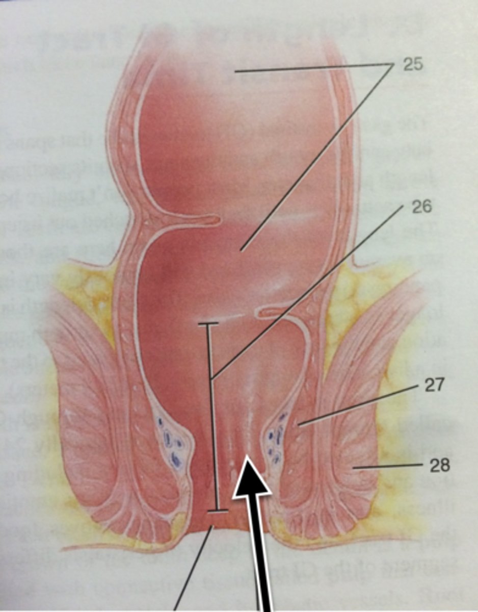 knowt flashcard image