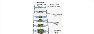 <p><strong>Sexual Reproduction</strong></p><p>Sexual reproduction occurs when two compatible hyphae fuse to produce genetically diverse <strong>sexual spores</strong>. This process typically occurs under stressful conditions to increase genetic diversity and adaptability.</p><p><strong>Types of Sexual Spores</strong></p><ol><li><p><strong>Ascospores</strong>:</p><ul><li><p>Formed inside a sac-like structure called an <strong>ascus</strong>.</p></li><li><p>Found in molds belonging to the <strong>Ascomycota</strong> group.</p></li><li><p>Example: <em>Neurospora</em> and <em>Aspergillus nidulans</em>.</p></li></ul></li><li><p><strong>_____________</strong>:</p><ul><li><p>Formed by the fusion of two compatible hyphae, resulting in a thick-walled, resistant spore.</p></li><li><p>Found in molds belonging to the <strong>Zygomycota</strong> group.</p></li><li><p>Example: <em>Rhizopus</em>.</p></li></ul></li></ol><p></p>