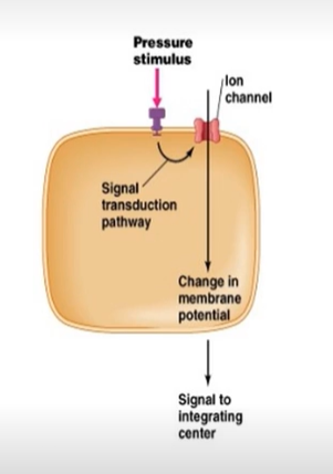 <p>What type of receptor is this?</p><p>A. Thermoreceptor</p><p>B.Electromagnetic receptor</p><p>C. Chemoreceptor</p><p>D. Mechanoreceptor</p>