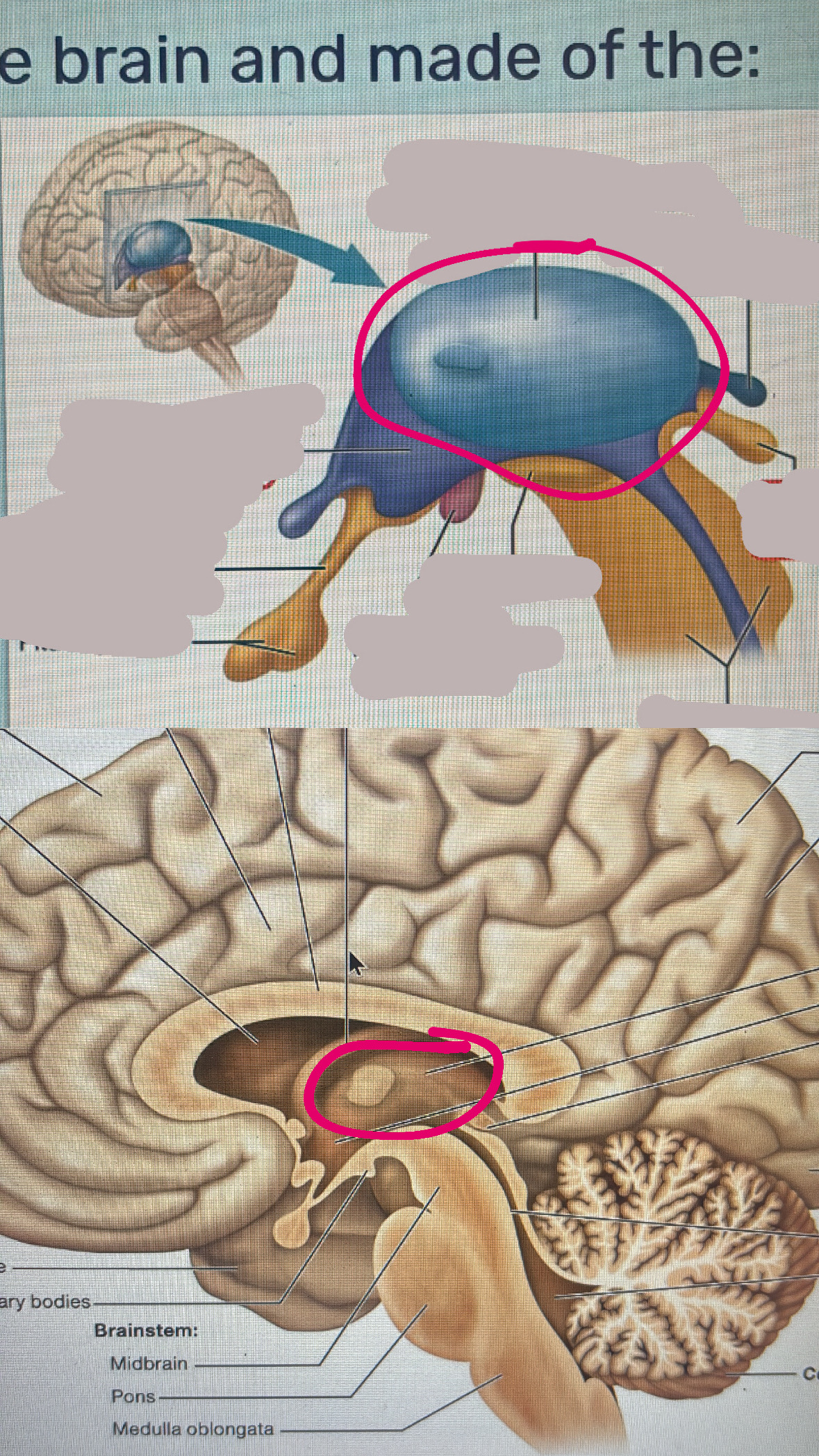 <p>regulated an activity of the cerebral cortex by controlling the type of info that reaches the cortex</p>