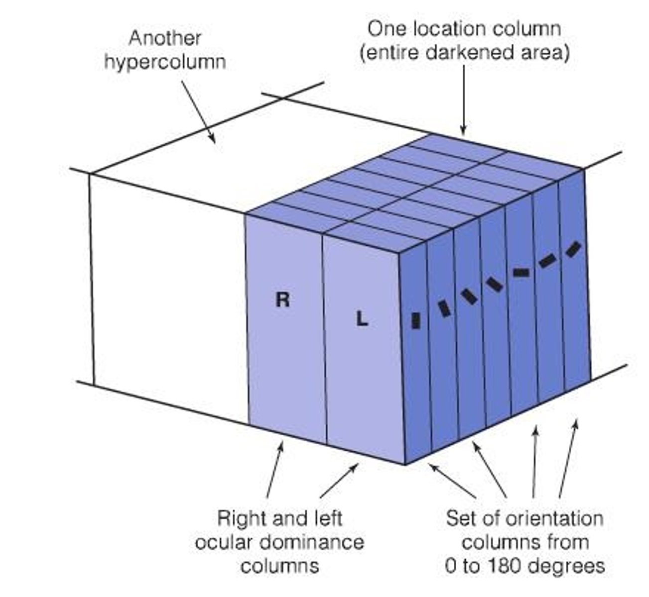 <p>They are columns in the brain where neurons have the same ocular dominance, responding to input from one eye or the other.</p>