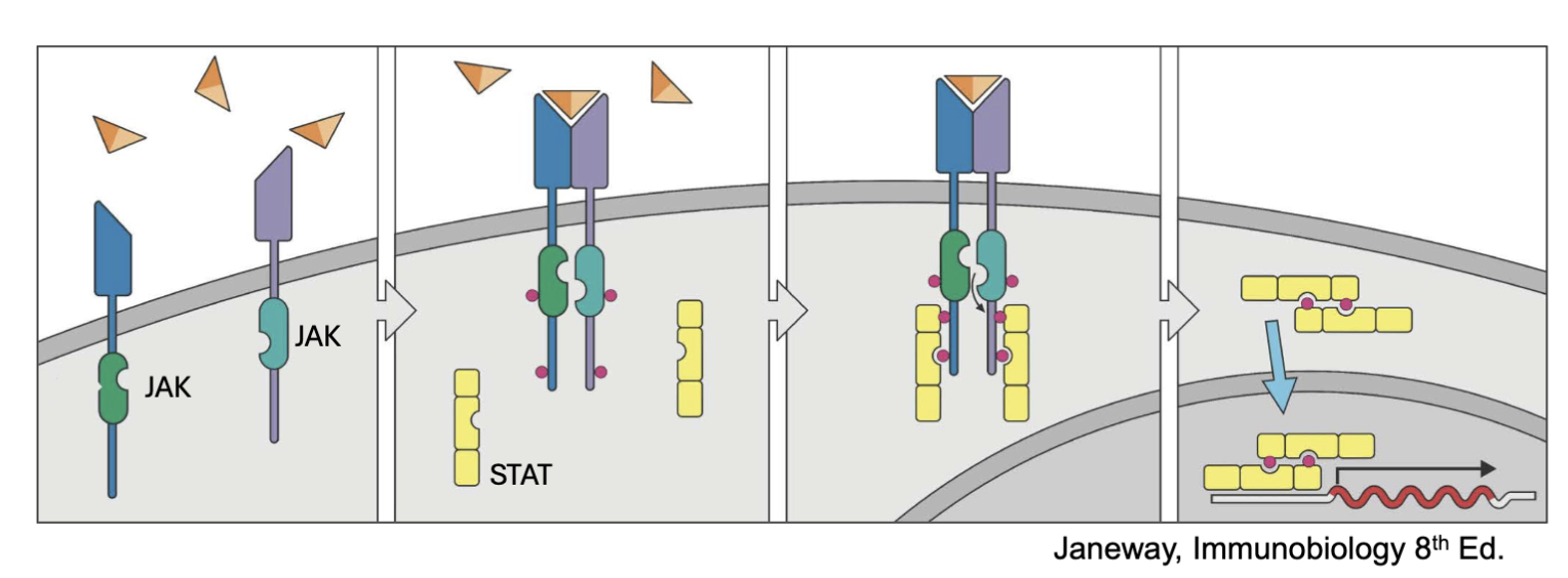 <ul><li><p><span><span>Signaling mechanism for many cytokines (IL-2, IL-4, IL-5, Il-7, IL-12, Il-23, IFNɣ, etc.</span></span></p></li><li><p><span><span>IL-2R associates with JAK1 and JAK3 → STAT 5 (mostly), STAT1, STAT3</span></span></p></li></ul><p>when the JAKs are together autophosphorylate and the receptor C’ terminus⇒ allows docking sites (STATs)</p><p>STATs become phosphorylated by JAK can then leave and dimerize: go to nucleus cause transcription</p>