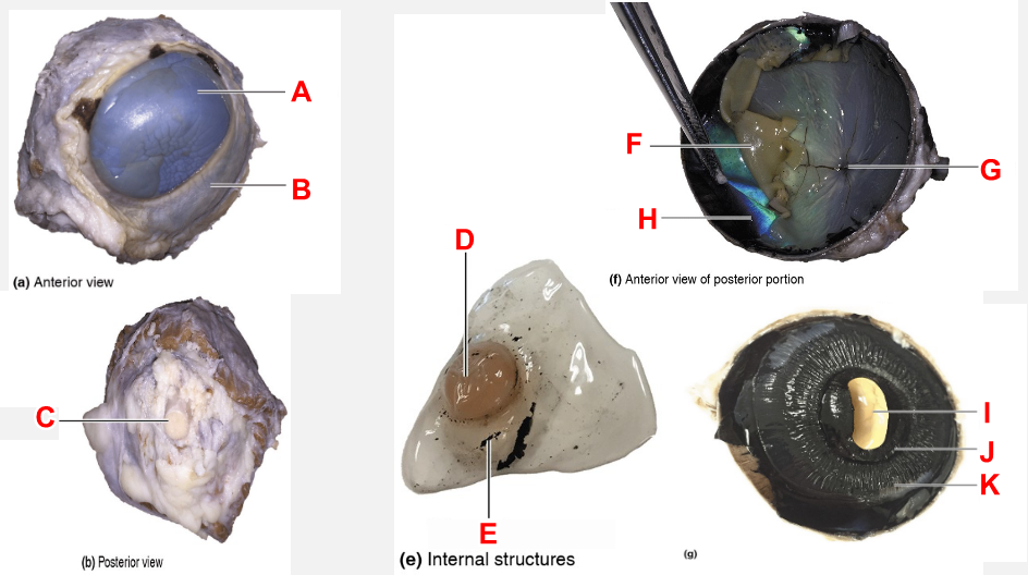 <p>Use the sheep eye dissection to determine the structures of the eye<br>Label C</p>