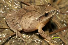 <p>Spring Peeper</p>