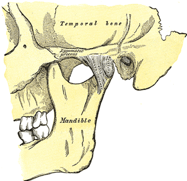 <p>The <span style="color: green;"><span>Mandibular Condyles </span></span>of the Mandible, articualte with the <span style="color: purple;"><span>Mandibular Fossa</span></span> of the Temporal bones to form …</p>