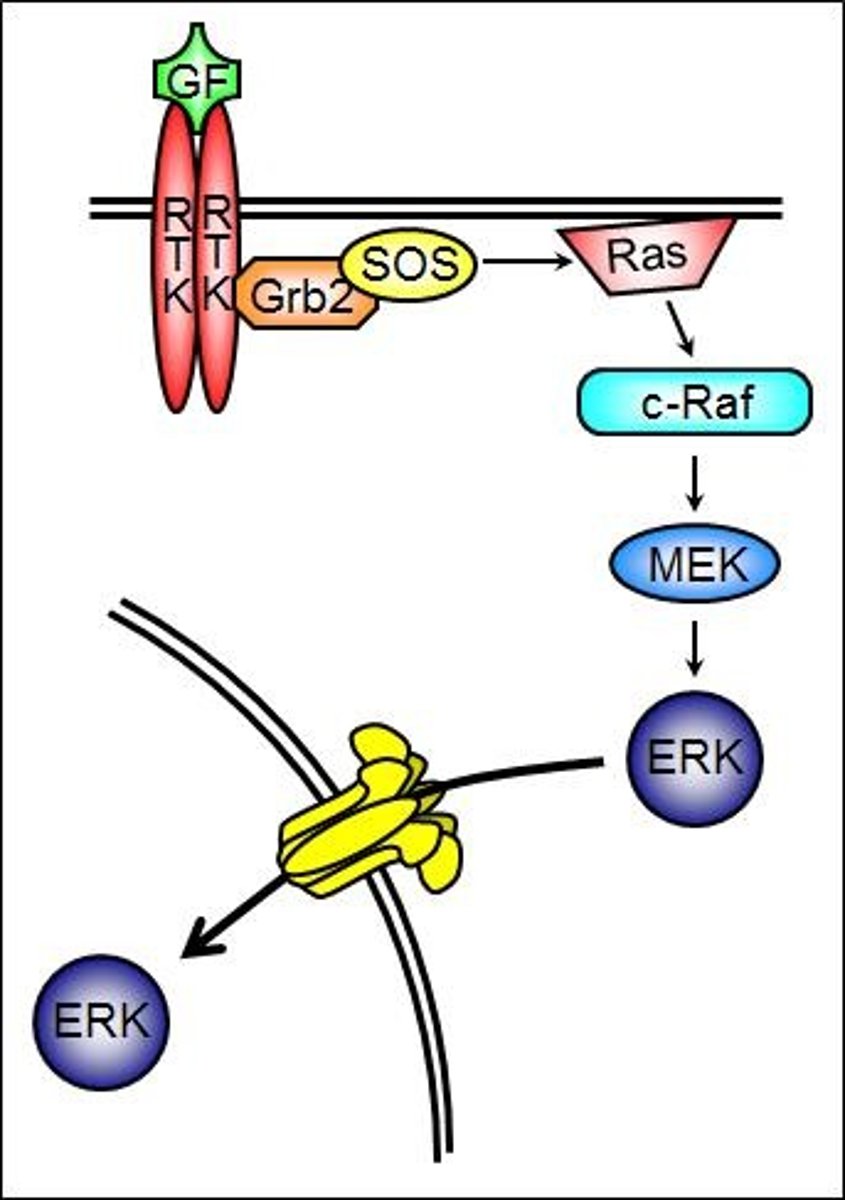 <p>Cell-ECM adhesion influences cell survival by affecting mitogenic signaling and apoptosis.</p>