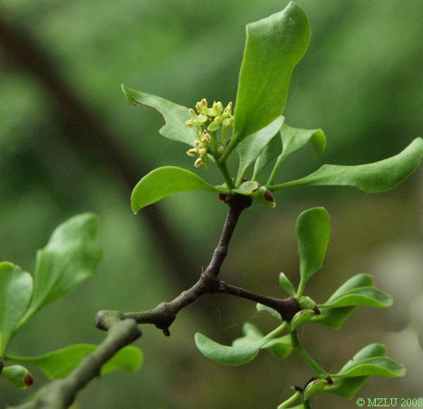 <p><span>ochmet evropský</span></p>