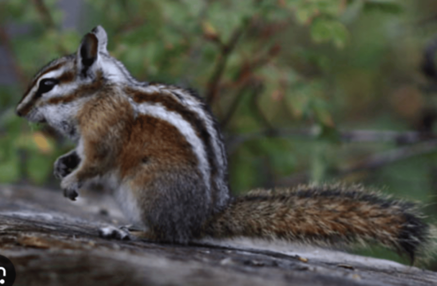 <p>Genus, habitat, range</p>