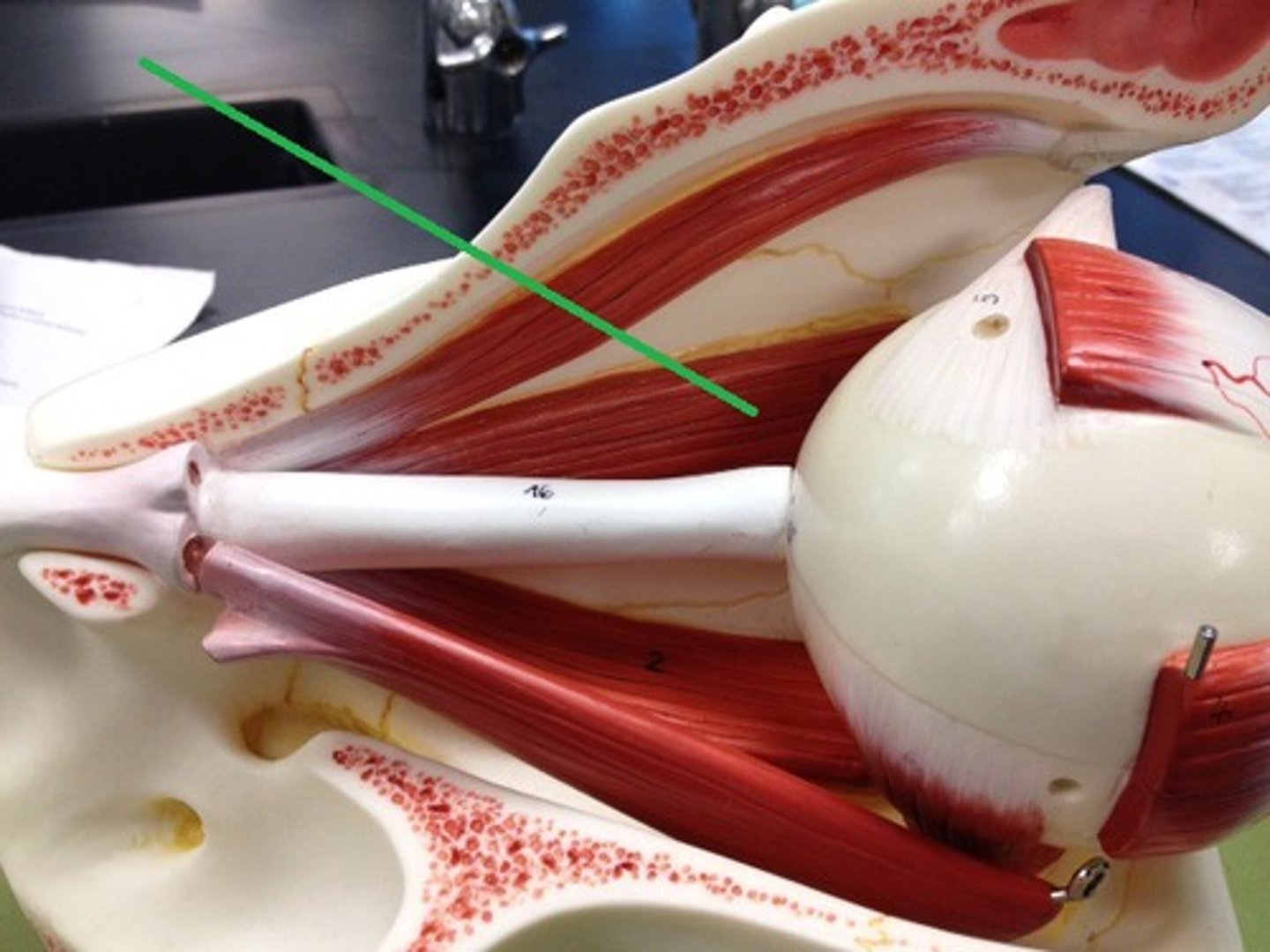 <p>muscle right in the middle of the medial side of eye</p>