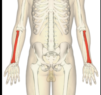 <p>The bone in the forearm located on the thumb side, it helps in the movement of the wrist and forearm. </p>