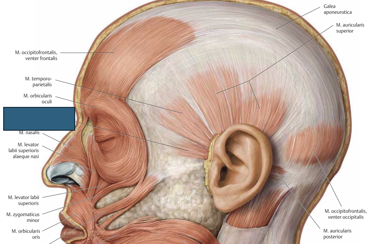 <p>m. auricularis anterior</p>